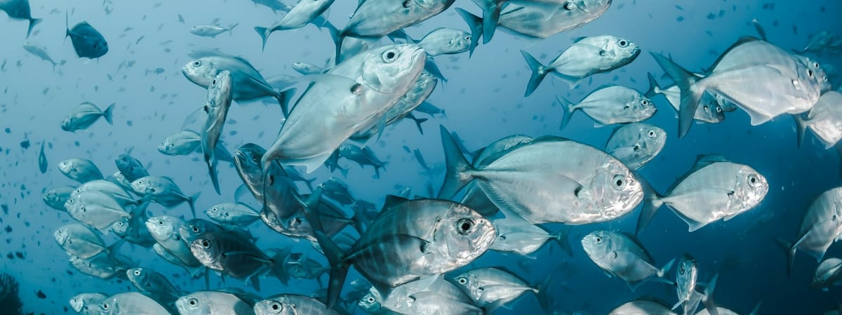 EU Fisheries Control Regulation (EU FCR)