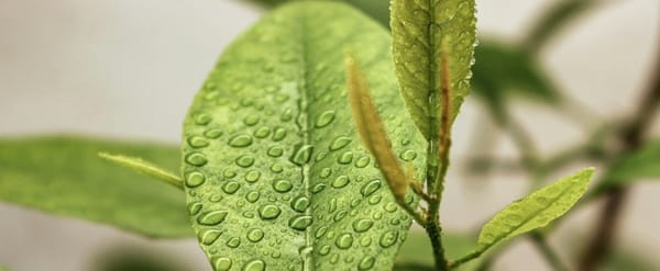 Corporate Sustainability Due Diligence Directive (CSDDD)