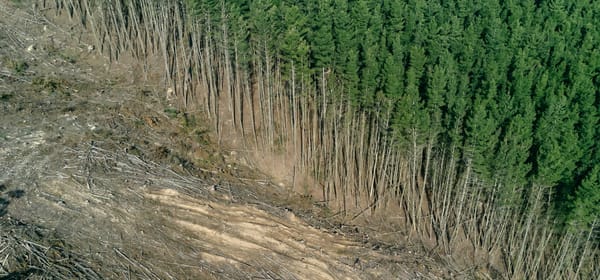 EU Regulation on Deforestation-free Products (EUDR)